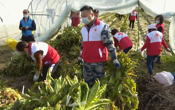 武漢などの企業が石家庄に野菜を寄贈_fororder_22