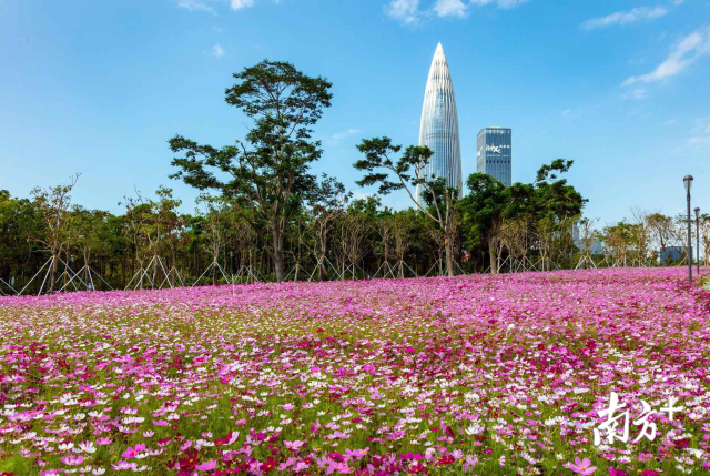 面朝大海 赏花走起来 深圳湾流花山花海20日起免费开放