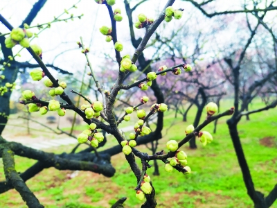 中期梅花春雨中“冻龄” 东湖梅园小绿萼带来春的气息