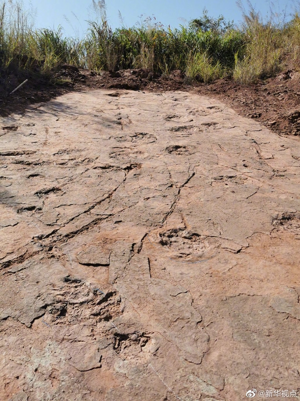 福建首次发现恐龙存在的证据