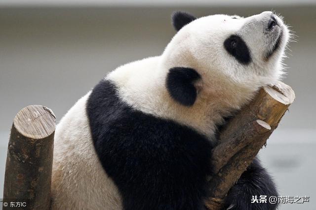“狠心说再见”，这个国家因“养不起”将大熊猫退还中国