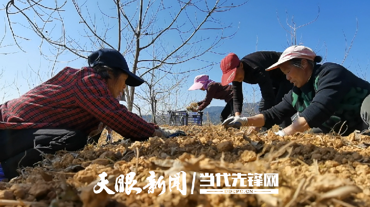 （中首）贵州黎平：发挥林业特色优势 做实林下经济发展新文章