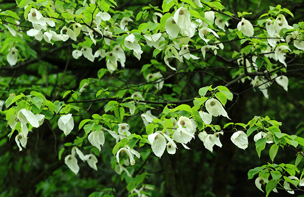 图片默认标题_fororder_盛开的鸽子花--摄影--陶雄辉