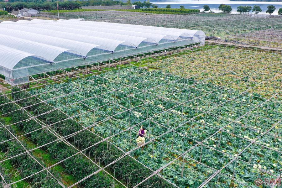漳州龙文:蔬菜上市正当时 线上拓宽销售渠道