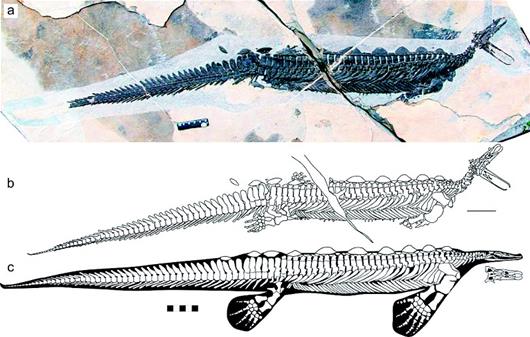 湖北远安发现2.48亿年前类鸭嘴兽化石