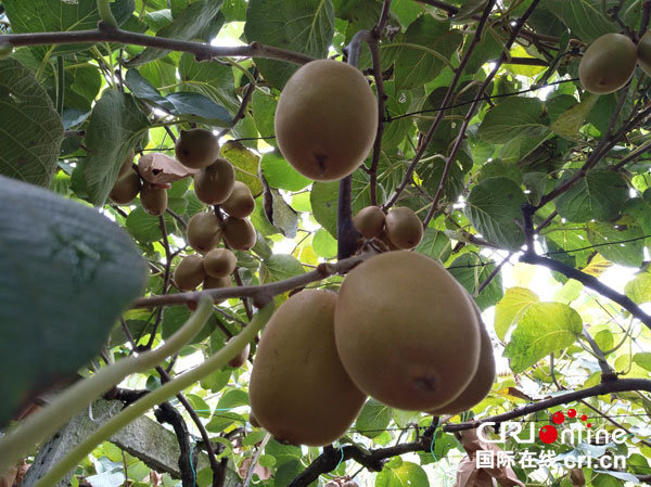 图片默认标题_fororder_1