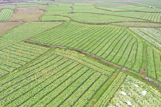 贵州天柱县：卷心白“破土” 农户增收“破茧”_fororder_卷心白