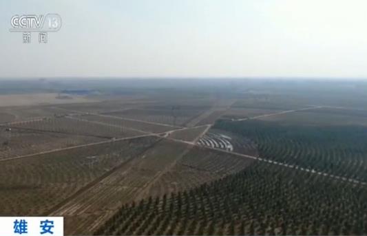 雄安新区“千年秀林”春季造林工程近7万亩  第二标段顺利完工