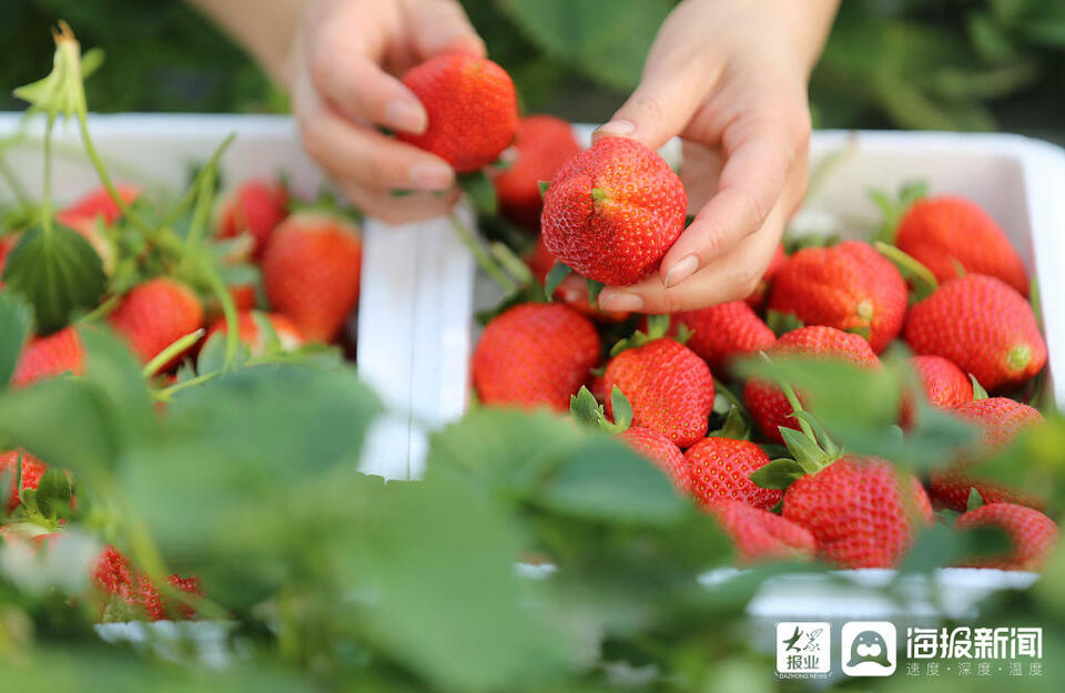 山东临沂：果农采收大棚草莓供应冬季市场