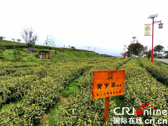【春来喜看贵茶绿】贵州瓮安：春来茶香溢