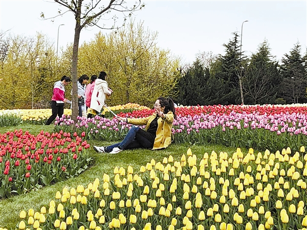 中荷球根花卉博览会在大连英歌石植物园开幕
