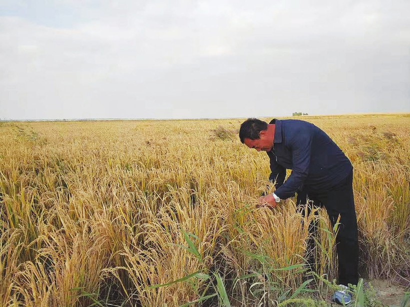 吉林省改良盐碱地 生态环境改善 农业增收“加速度”