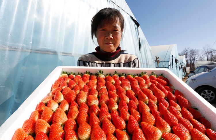 陕西渭南：“大寒”时节草莓红 年味浓