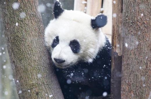 （转载）当大熊猫遇上志愿服务 我们可以期待什么