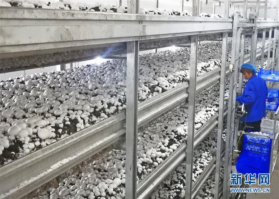 江苏连云港：小蘑菇成致富大产业