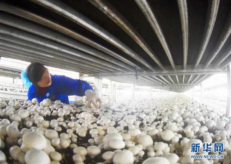 江苏连云港：小蘑菇成致富大产业