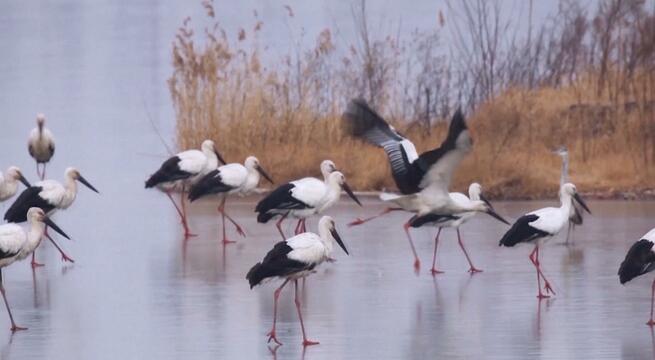 河南省の商丘では水環境を改善するため、貴重鳥類の越冬を招く_fororder_011806