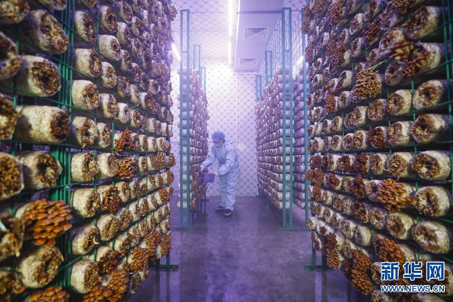 河南宝丰：引入“智慧方舱” 助力食用菌产业发展