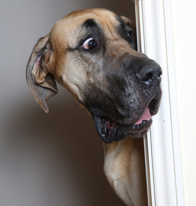 英国巨犬身高18米胆小如鼠