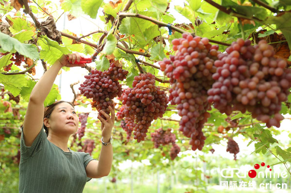 图片默认标题_fororder_偏岩子新村的居民，在依托新村发展起来的葡萄园采摘葡萄