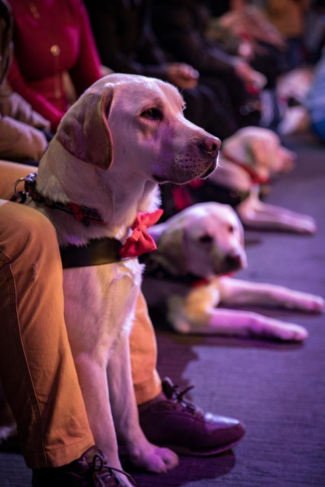 导盲犬进剧场,在细节中看见上海的城市温情 导盲犬进剧场,在细节中看见上海的城市温情
