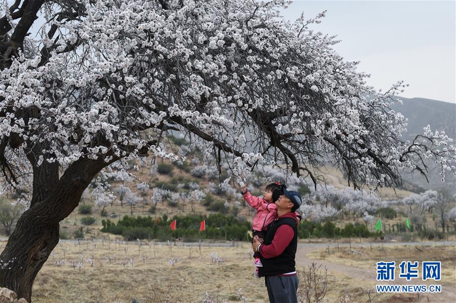 内蒙古：塞外杏花始盛开