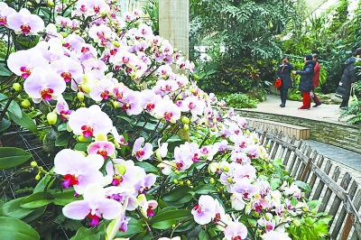 武汉植物园热带兰展将于2月5日启幕 8000株兰花齐聚迎春