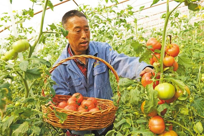 守住“米袋子” 护好“菜篮子” ——渭南市统筹做好疫情防控和农业生产工作