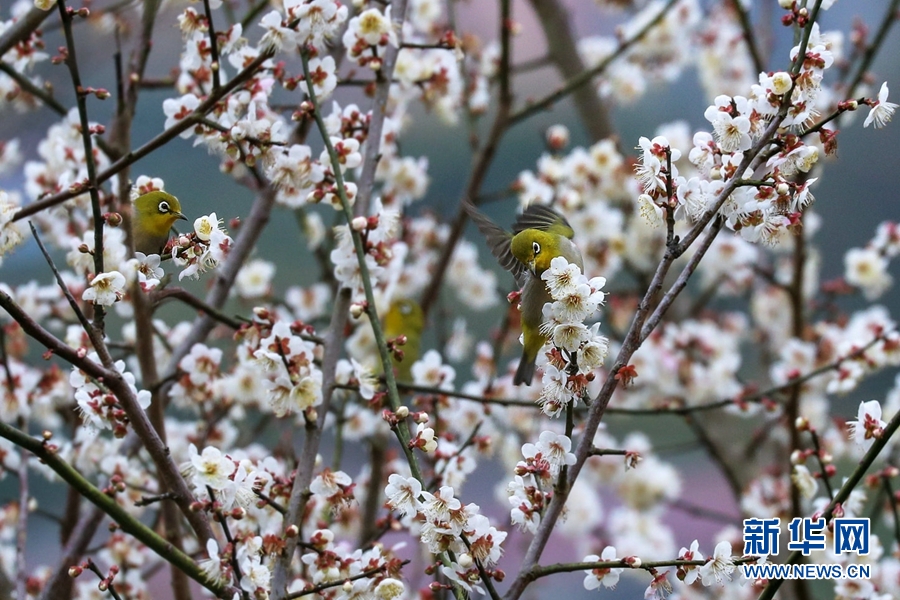 梅花盛放 芳华似雪