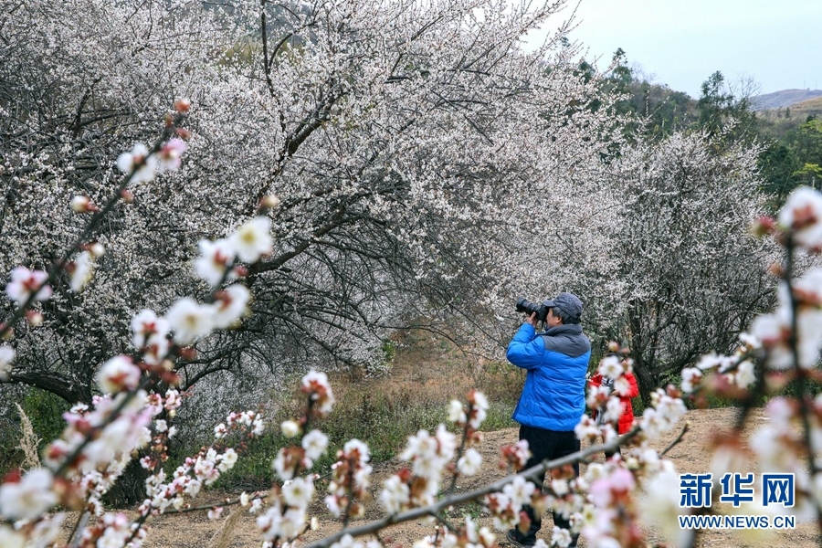 梅花盛放 芳华似雪