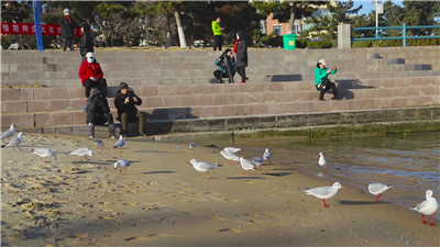 威海：碧海蓝天 海鸥翔集