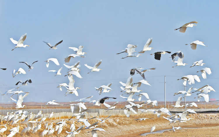 湿地生态好 群鸟翩翩飞