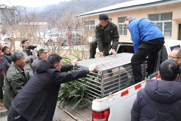 （野生大熊猫自然分布密度居全国之首  附链接）汉中佛坪县成功抢救一只受伤野生大熊猫