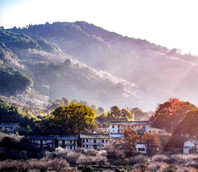 ทุ่งดอกไม้หน้าหนาวที่มณฑลฝูเจี้ยน_fororder_截屏2021-02-02 下午1.04.59