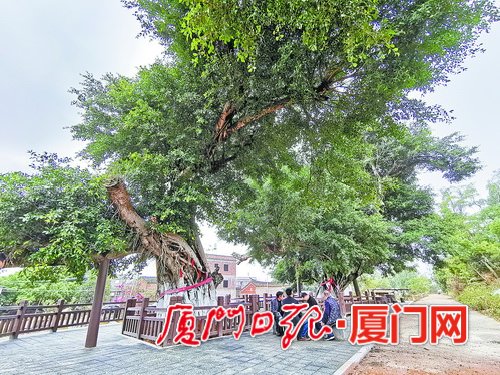 【厦门】【移动版】【Chinanews带图】厦门同安区595棵古树名木拥有新版“身份证”