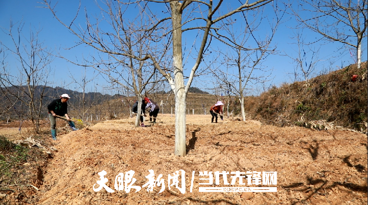 （中首）贵州黎平：发挥林业特色优势 做实林下经济发展新文章