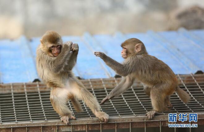 Monyek Nikmati Cuaca Cerah pada Musim Sejuk_fororder_1127017487_16114036509461n