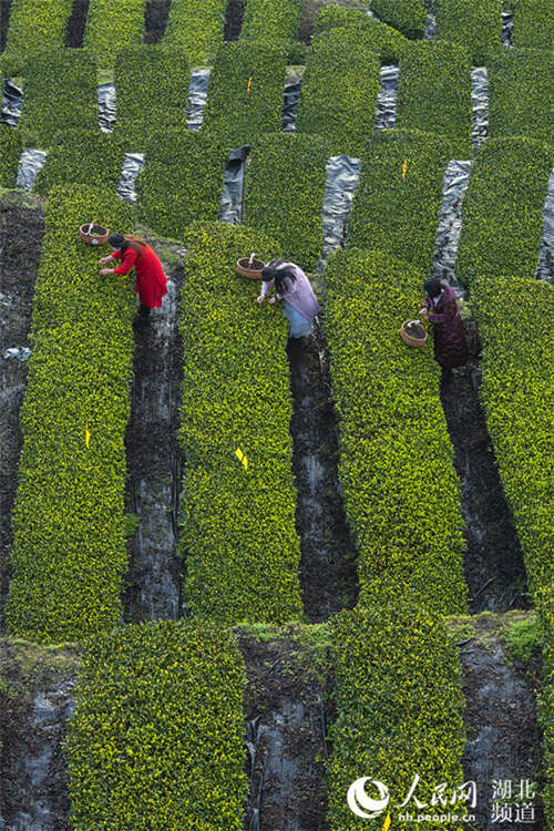 湖北恩施市：33.5万亩茶叶全面开采