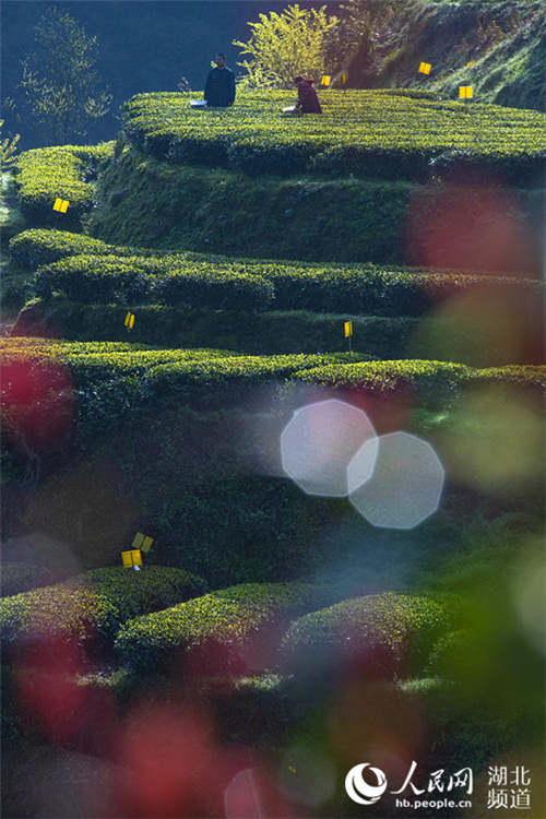 湖北恩施市：33.5万亩茶叶全面开采