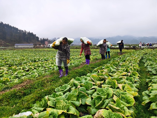 贵州天柱县：卷心白“破土” 农户增收“破茧”_fororder_卷心