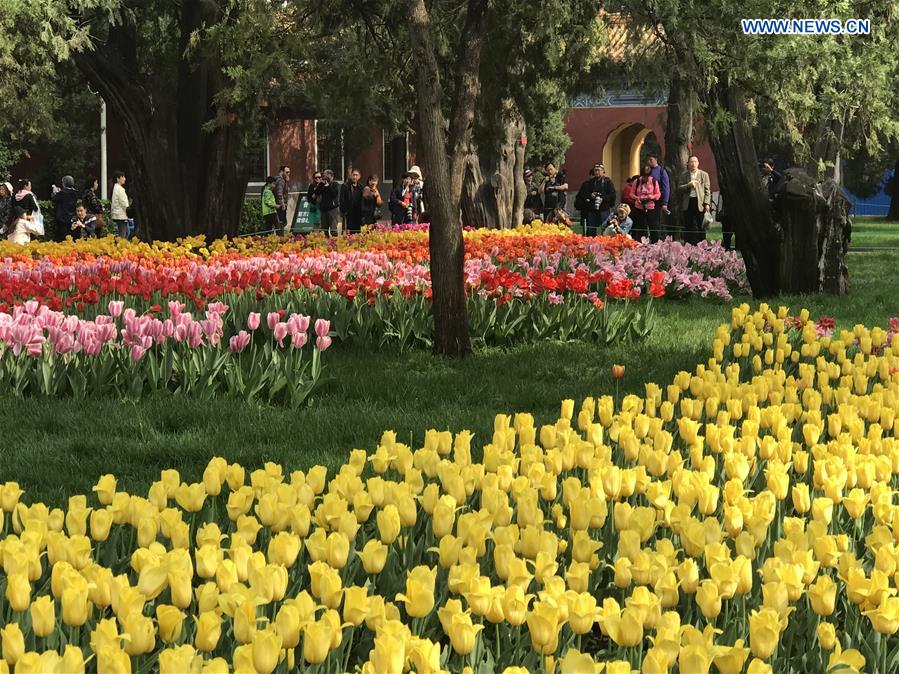Tulip flowers in full blossom at Zhongshan Park in Beijing