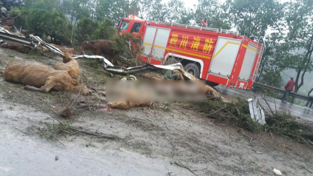 包茂高速达渝段发生车祸 已致9人死亡