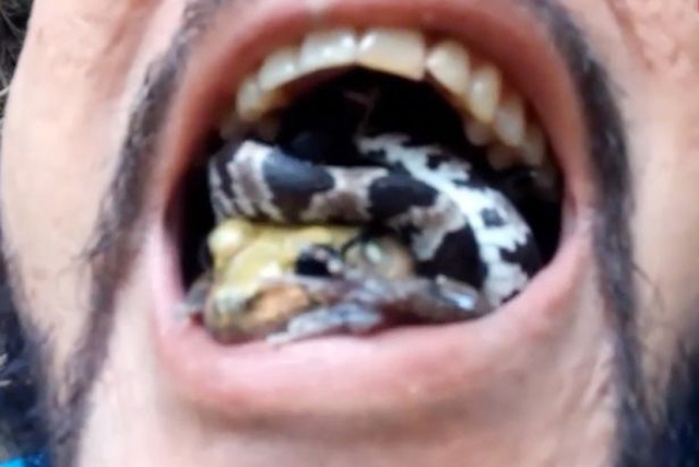 巴西牛人将毒蛇毒蛙"三明治"塞进嘴裏