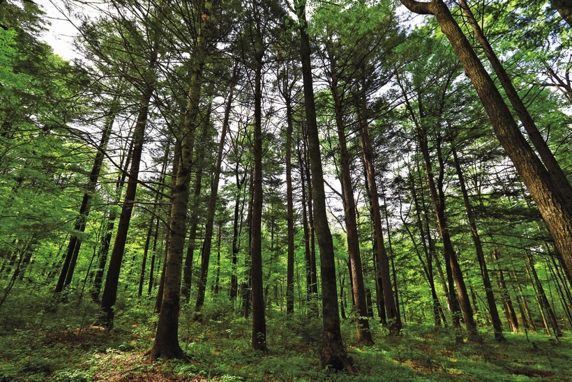 吉林省森林生态服务功能价值8899亿元