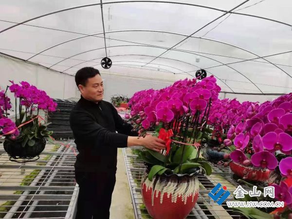 【新春走基层】以花为媒，走出美丽农业路
