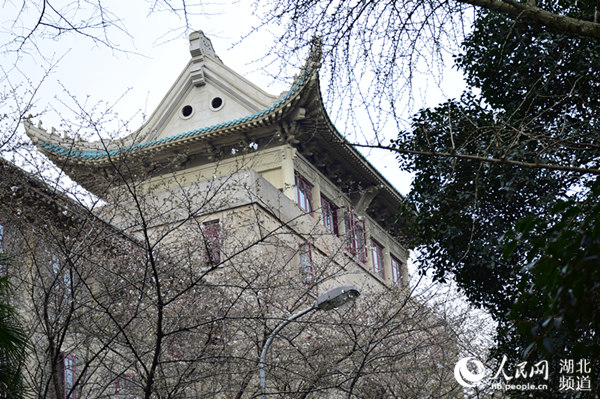 武汉大学樱花开放期间不对外开放 邀请网友“云赏樱”