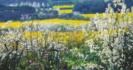 （焦点图，导航成都，移动端）这个春天走进成都 看美丽宜居公园城市的“新春表达”