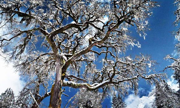 走进东方的“阿尔卑斯山”——四川四姑娘山_fororder_4、四姑娘山风光-供图-四姑娘山景区