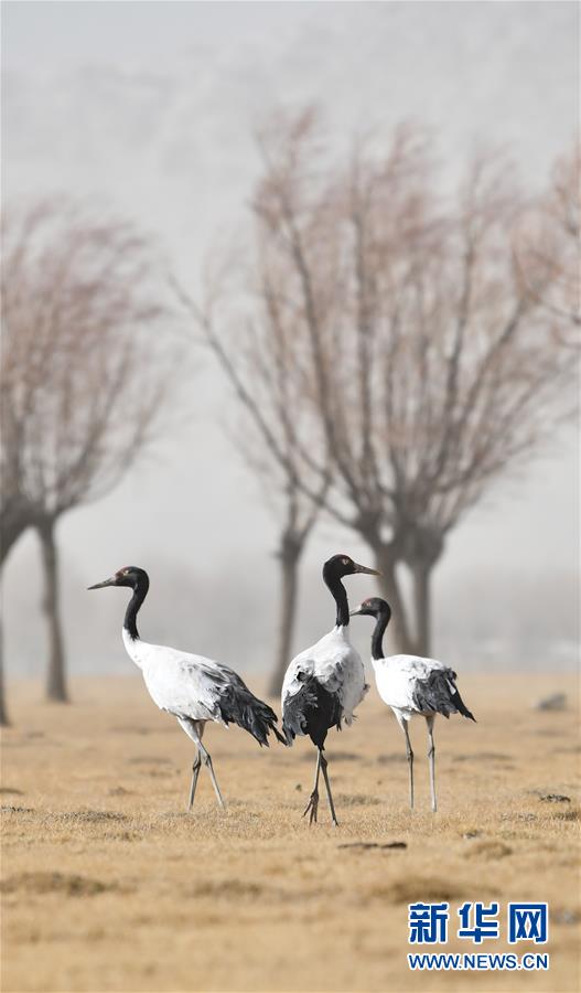 图片默认标题 图片默认标题_fororder_1125698705_15839426577331n