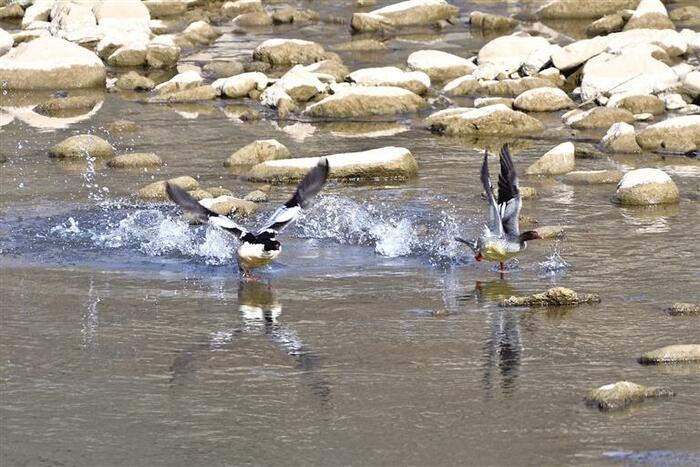 삼진의 새 모습... 단강에 날아 온 중화비오리 삼진의 새 모습... 단강에 날아 온 중화비오리_fororder_niao